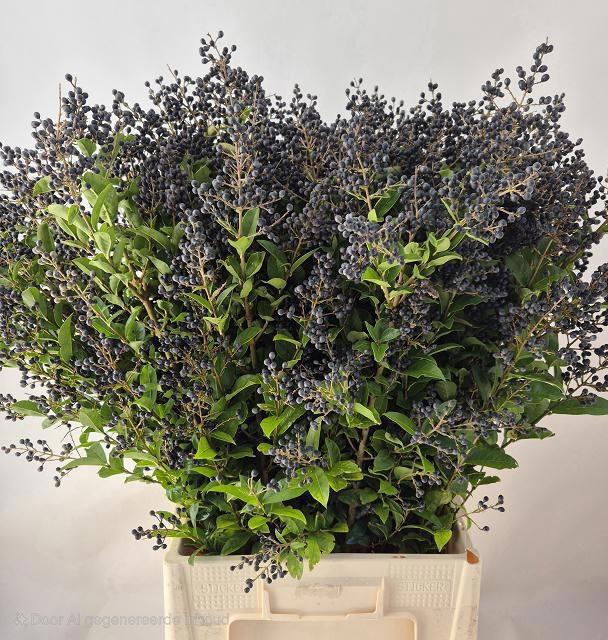 <h4>LIGU OV LIBELLE</h4>