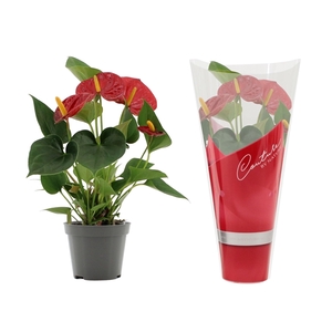 Anthurium Success Red in Couture sleeve