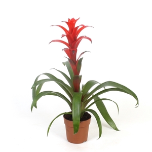 Guzmania Allura