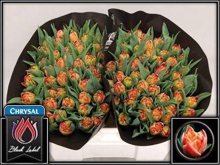 <h4>Tu Du Valdivia</h4>