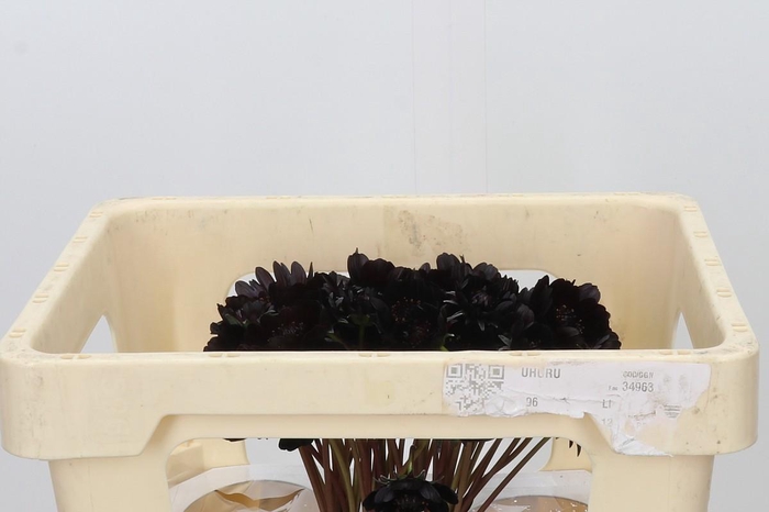 <h4>Cosmos Black Beauty</h4>