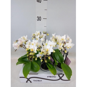 Phalaenopsis   ...mini