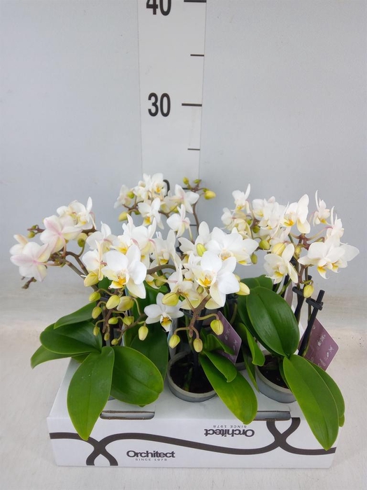 <h4>Phalaenopsis   ...mini</h4>