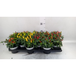 Capsicum annuum 'Favorit'   ...mix