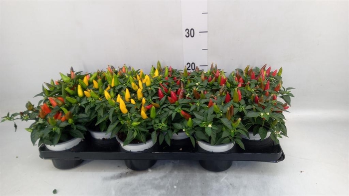<h4>Capsicum annuum 'Favorit' ...mix</h4>