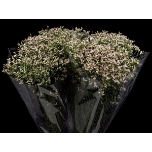 Limonium Pink Activa