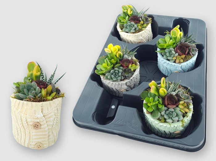 <h4>ARR SUCCULENTEN</h4>