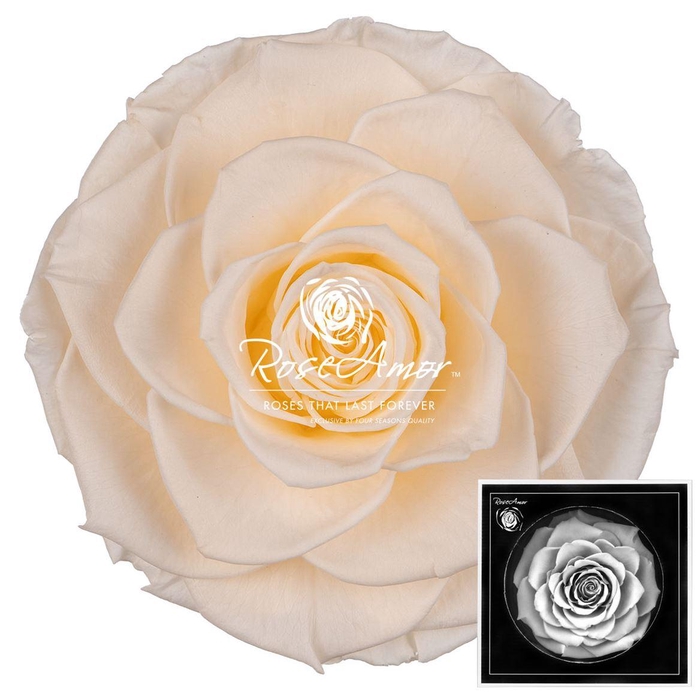 <h4>Bonita Cha89</h4>