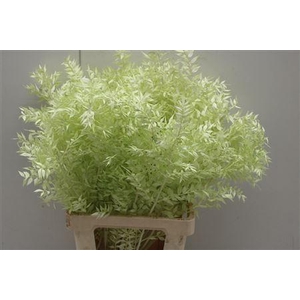 Dr Ruscus Bleach Mint