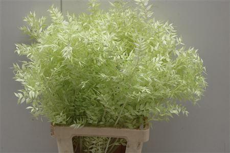 <h4>Dr Ruscus Bleach Mint</h4>