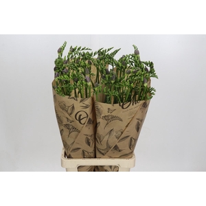 Freesia One Xxl Blue Promo