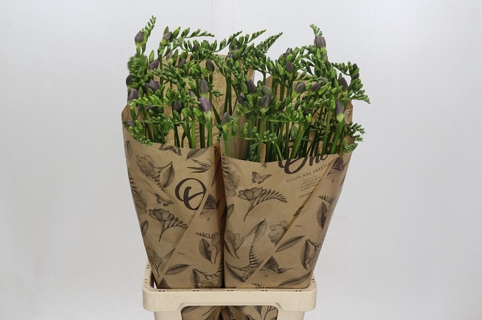 <h4>Freesia One Blue XXL</h4>