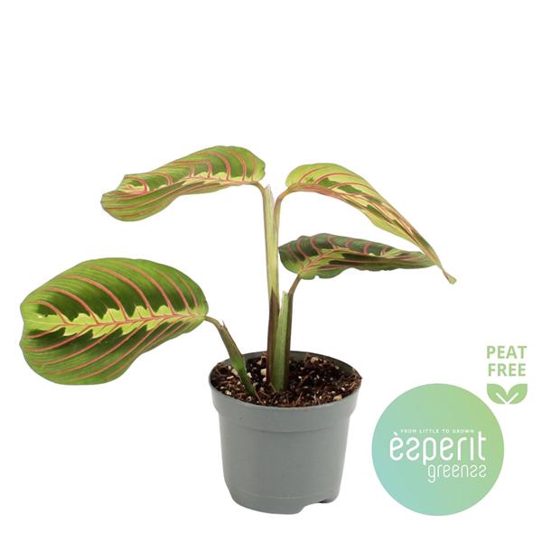 <h4>Maranta leuconeura Fascinator</h4>
