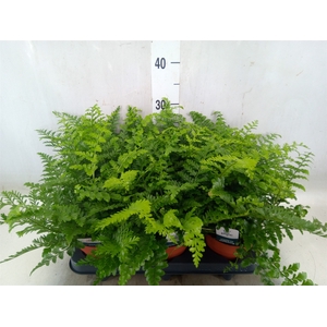 Asplenium  'Parvati'