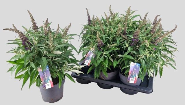 <h4>BUDD BFC LITT PURPLE</h4>