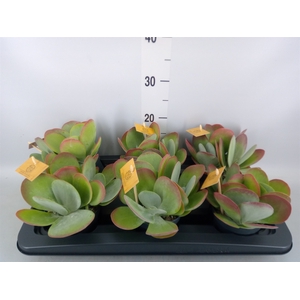 Kalanchoe NF thyrsiflora