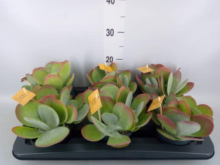 <h4>Kalanchoe NF thyrsiflora</h4>