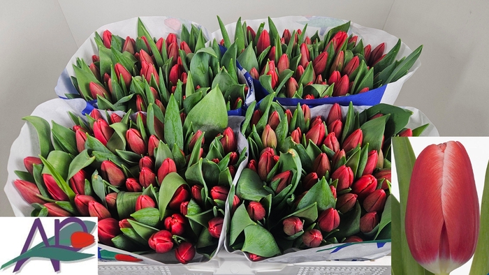 <h4>TU EN KUNG-FU</h4>