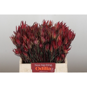 Leucadendron Fireglow Spray