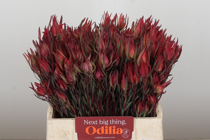 Leucadendron Fireglow Spray