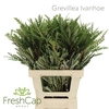 Grevillea Ivanhoe