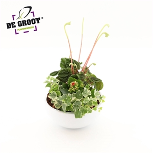 Arrangement Peperomia in schaal