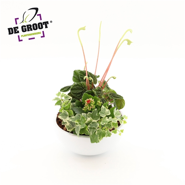 <h4>Arrangement Peperomia in schaal</h4>