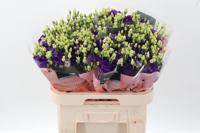 <h4>Eus G Alissa Blue</h4>