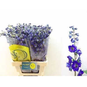 Delph En Black Knigh