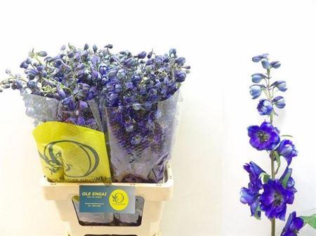 <h4>Delph En Black Knigh</h4>