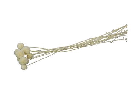 Pres Craspedia Bleached 10 Pcs Bunch