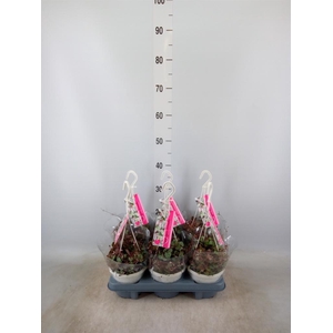 Ceropegia woodii ssp. woodii