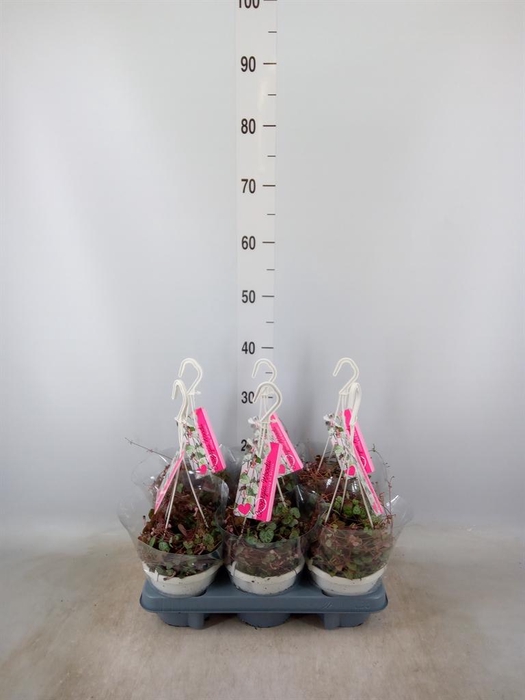 <h4>Ceropegia woodii ssp. woodii</h4>