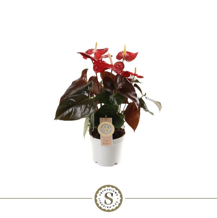 Anthurium Andreanum rood Coral Champion