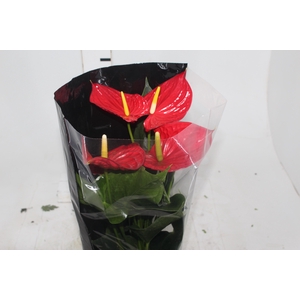 ANTHURIUM MICHIGAN P17 PREMIUM