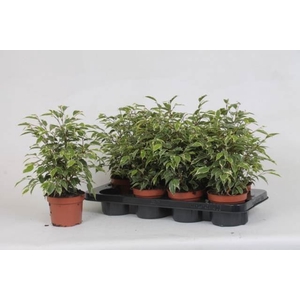 Ficus benja. 'Kinky'