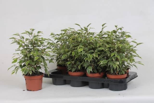 <h4>Ficus benja. 'Kinky'</h4>