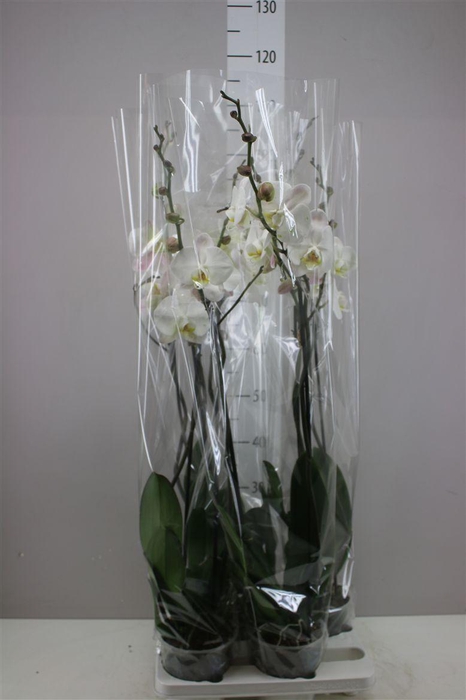 <h4>Phal Wit 2 Tak</h4>