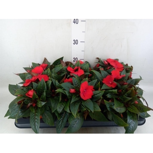 Impatiens NG 'ColPow Rose'
