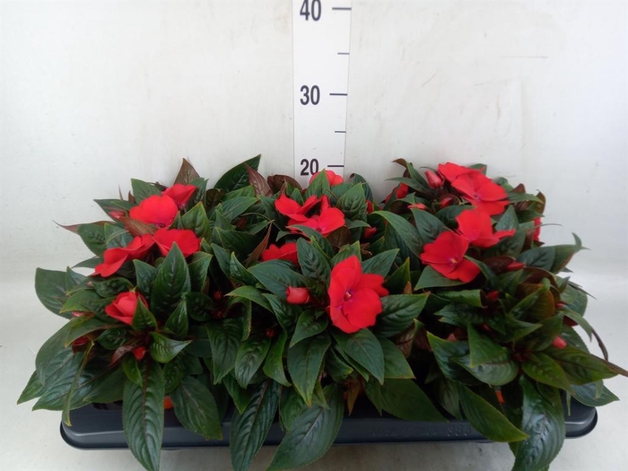 <h4>Impatiens NG 'ColPow Rose'</h4>
