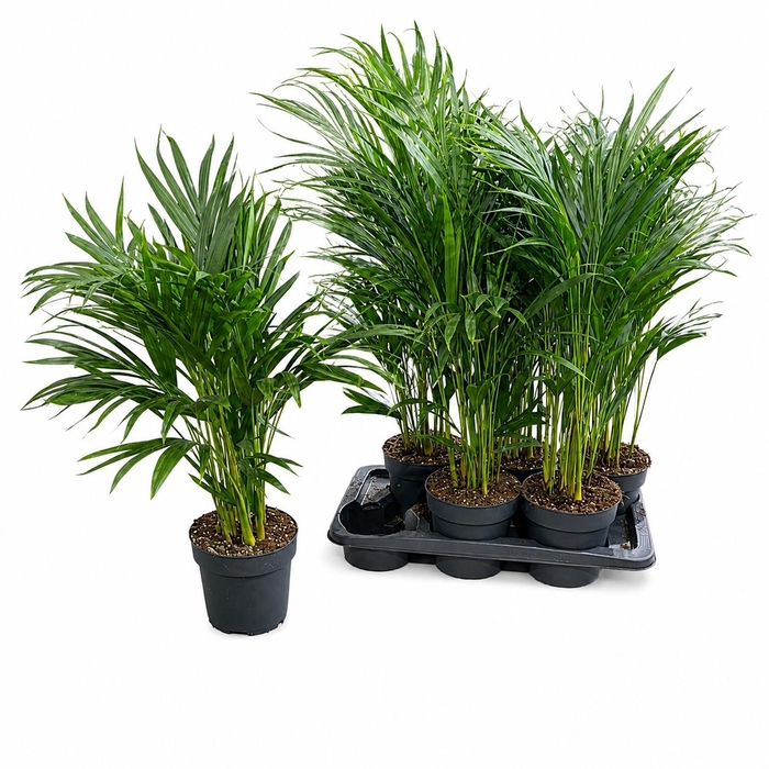 <h4>DYPSIS LUTESCENS</h4>