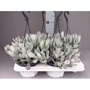 Cotyledon Coral