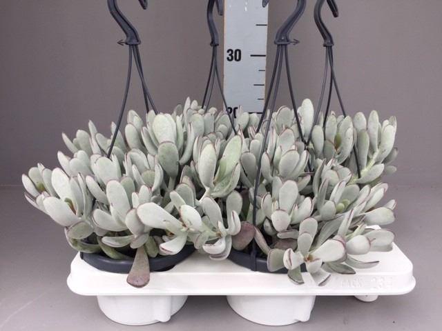 <h4>Cotyledon 'Coral'</h4>