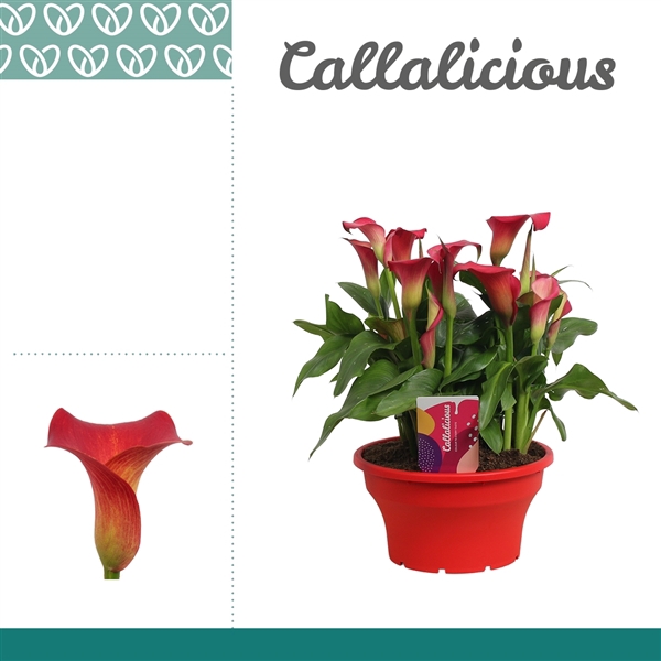 <h4>Zantedeschia Rood in ton-sur-ton Schaal Ariel</h4>