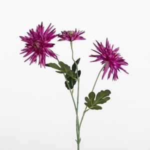 AF Dahlia Spid. spr/3 L77cm pu