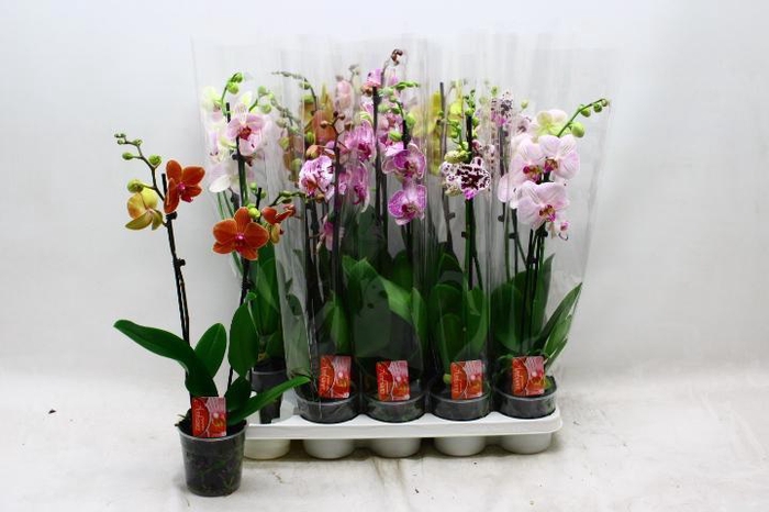 <h4>PHAL GEM 8 KL</h4>