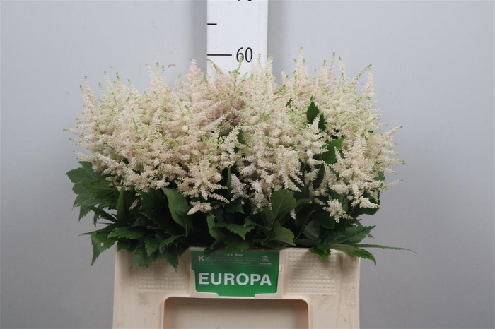 <h4>Astil Ja Europa</h4>