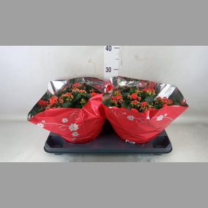 Kalanchoe blos. 'Perfecta Red'