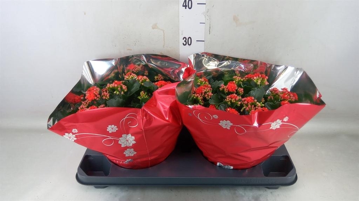 <h4>Kalanchoe blos. 'Perfecta Red'</h4>