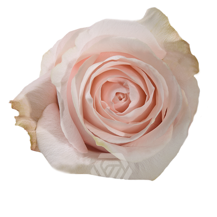 <h4>R GR POMAROSA</h4>